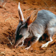 Un Bilby. Además de encantador, come escorpiones.